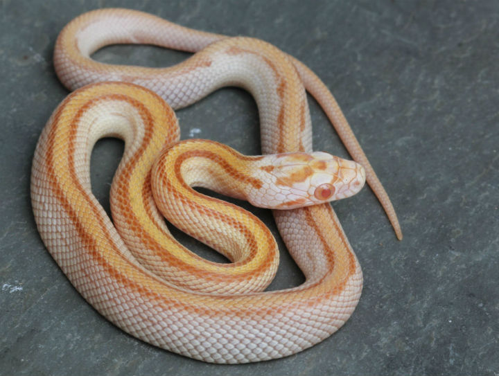 Butter Corn Snake